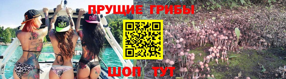 Псилоцибиновые грибы MAGIC MUSHROOMS  Вход с VPN  Галлюциногенные грибы прущие грибы  Кубинка 